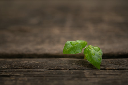 南昌大學同等學力考試