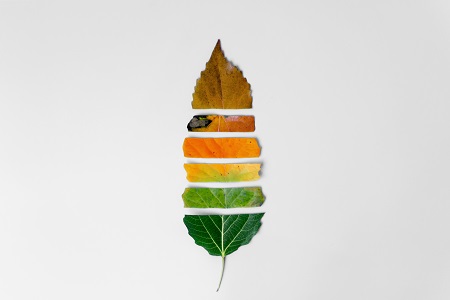 上海對外經貿大學國際貿易學專業同等學力可以獲得哪些證書？