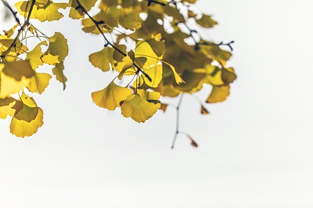 中國科學院心理研究所同等學力報名時間介紹 中國科學院心理研究所同等學力報名時間介紹