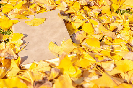 長(zhǎng)江大學(xué)MEM報(bào)考條件