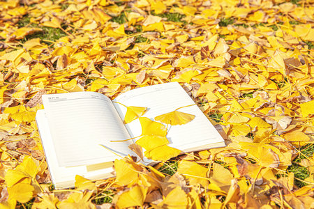 上海海事大學MPAcc報考條件及流程