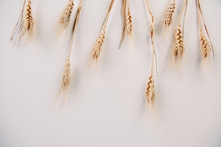 西南大學(xué)專業(yè)碩士招生時(shí)間安排