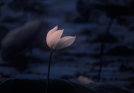 西南財經大學MPA招生類型介紹