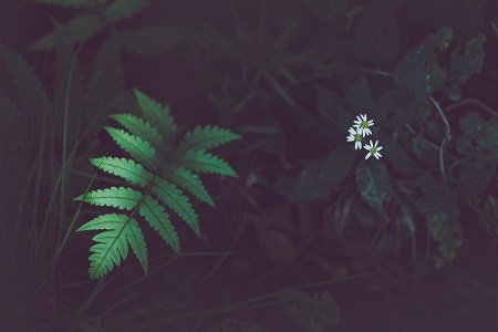 西南大學在職研究生兩大招生類型! 西南大學在職研究生兩大招生類型!